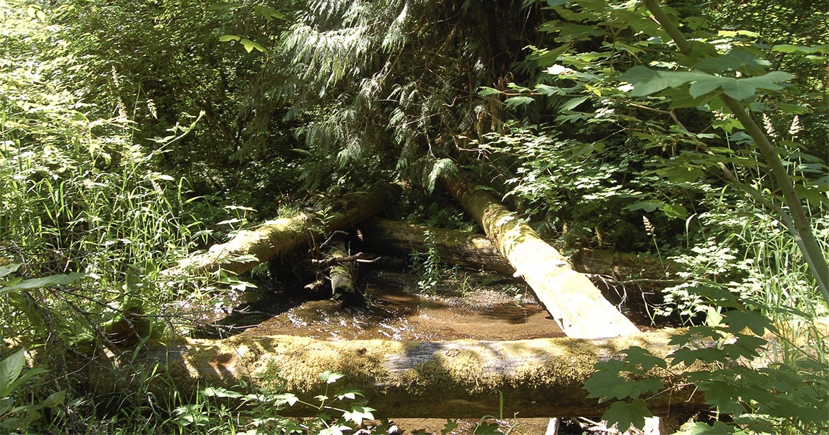 Photo of stream with logs in it.