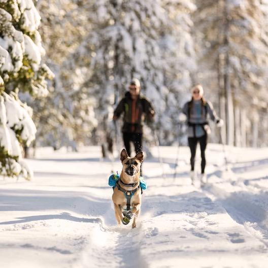 dog with snowshoeing in backgound