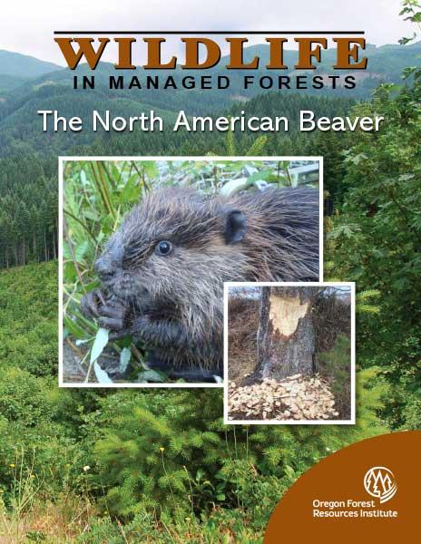 American Beaver Cover 2024