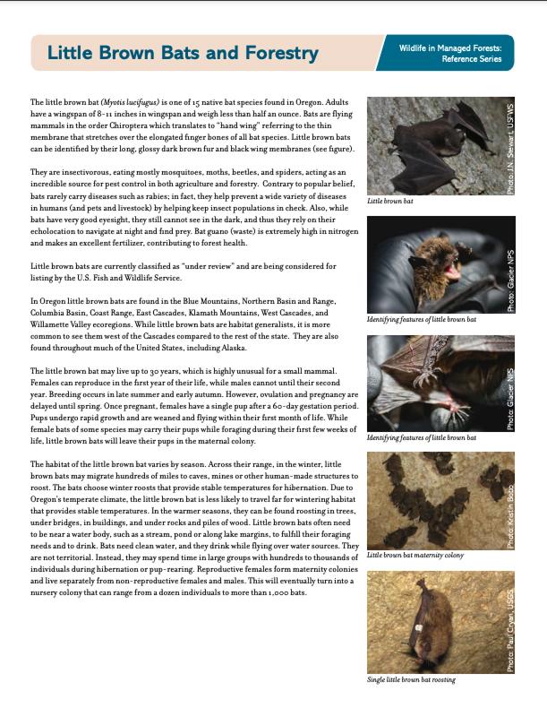 WIMF-data-Little-Brown-Bat Cover Photo