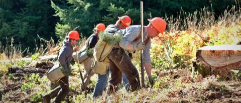 Reforestation in Oregon
