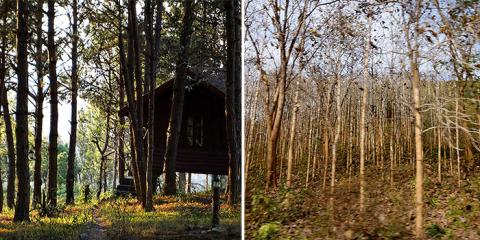 Forests in Laos along the Mekong