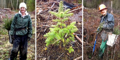 Kathy Storm and Rex Storm plant the next generation of trees