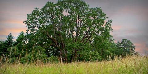 Oregon White Oak at the Oregon Garden