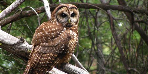 Spotted Owl
