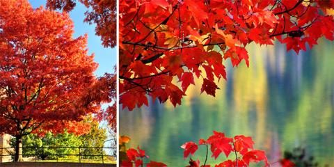 Fall colors indicate a good time to plant trees