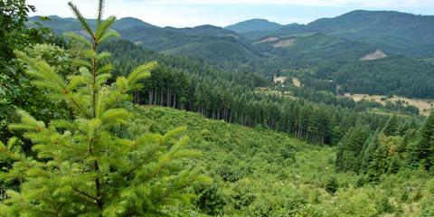 RENEWABLE RESOURCE – A private working forest in the Oregon Coast Range shows a mosaic of diverse age classes and species.