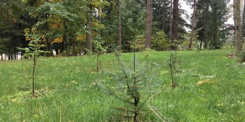 Seedlings dying after a summer drought