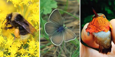 A bee, a butterfly and a hummingbird