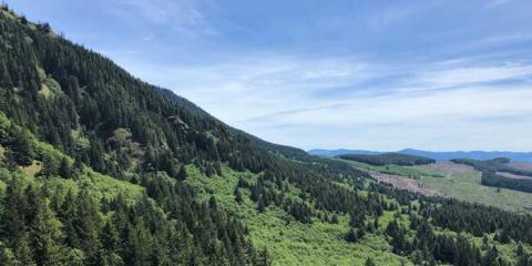 Landscape of a forest with several tree types.