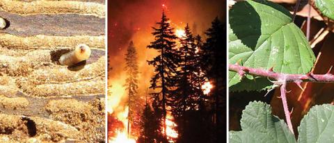 Three photos collaged into one: worms in wood, fire in a forest, and bugs on a leaf.
