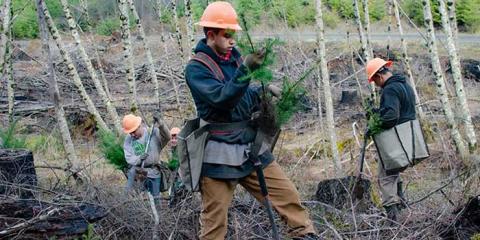 Three men replanting trees.