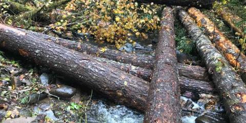 Several logs in a river.