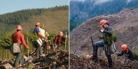 People planting trees.