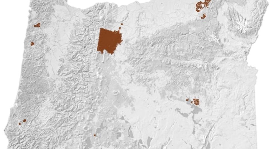 A stream in a forest