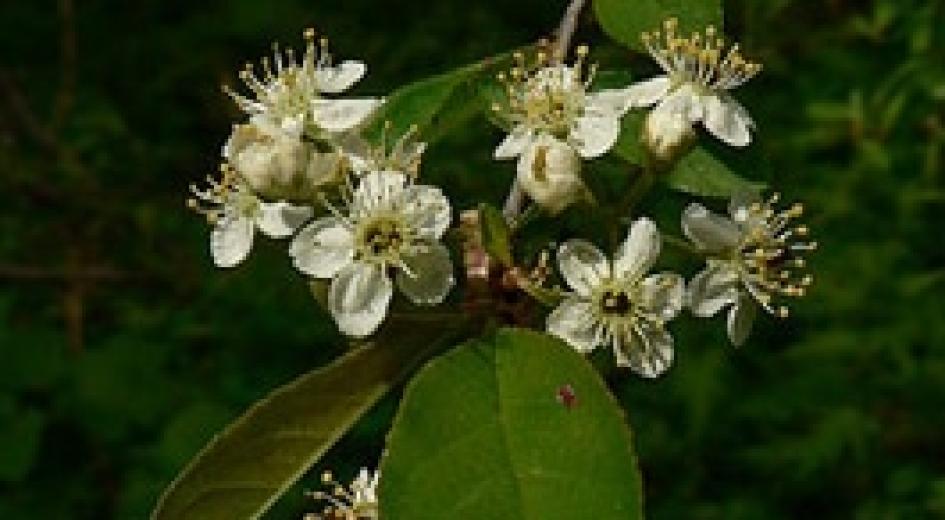 Distance view of trees
