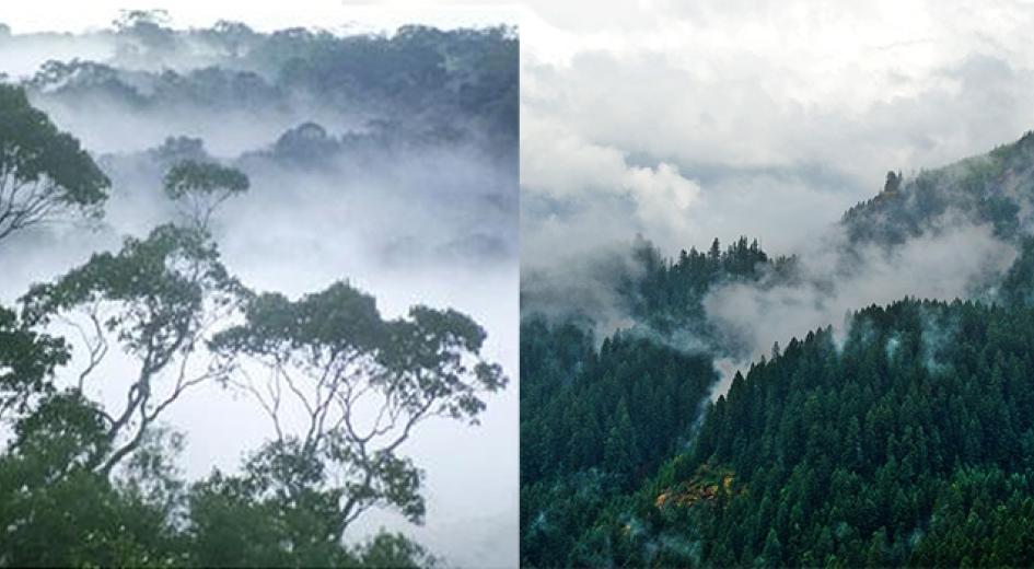 Two kinds of forests