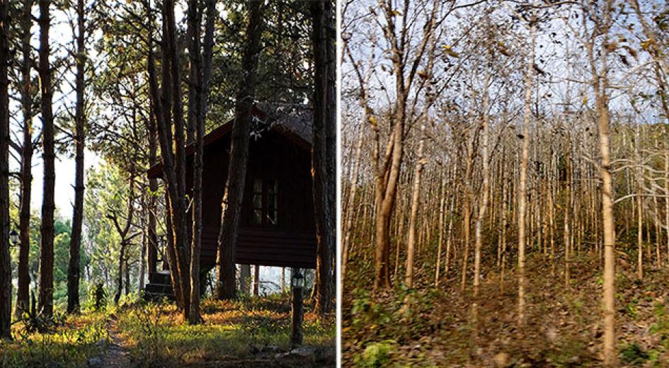 Forests in Laos along the Mekong
