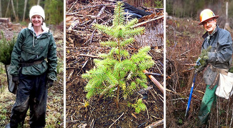 Kathy Storm and Rex Storm plant the next generation of trees