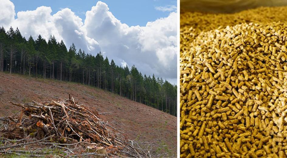 Biomass in oregon forests