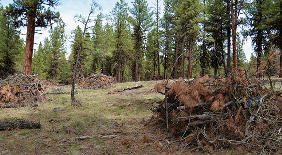 slash piles ready to be burned in eastern Oregon