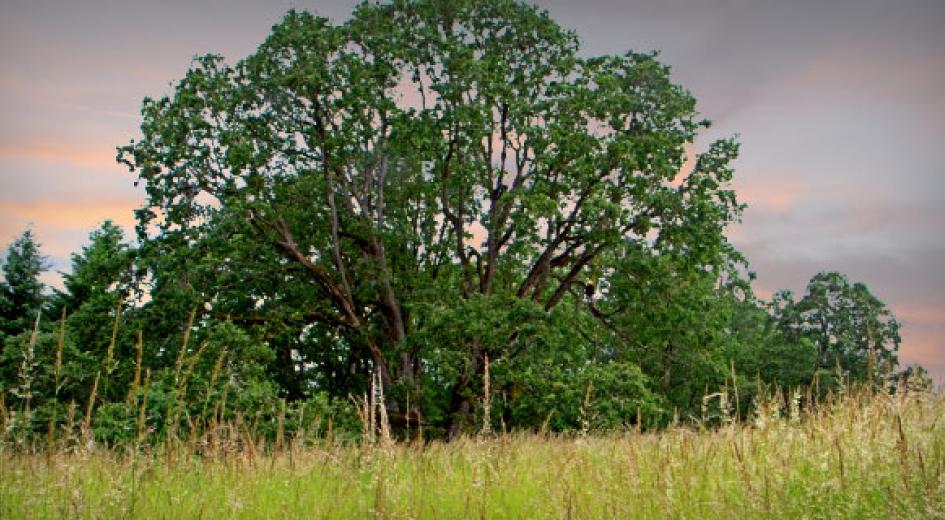 Oregon White Oak at the Oregon Garden