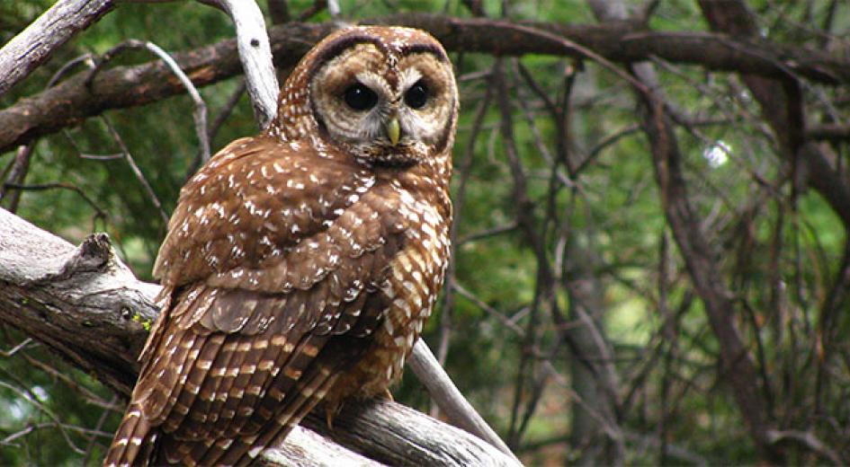 Spotted Owl