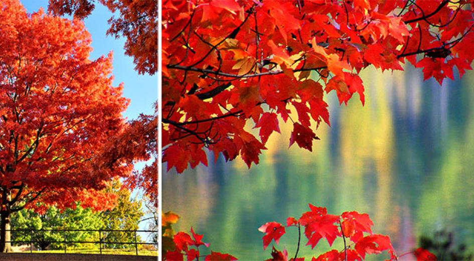 Fall colors indicate a good time to plant trees