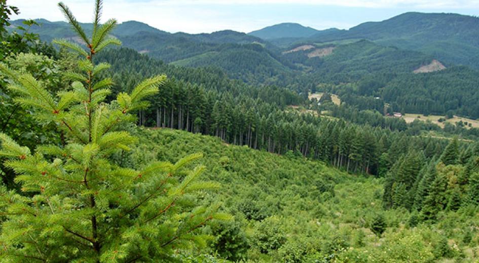 RENEWABLE RESOURCE – A private working forest in the Oregon Coast Range shows a mosaic of diverse age classes and species.