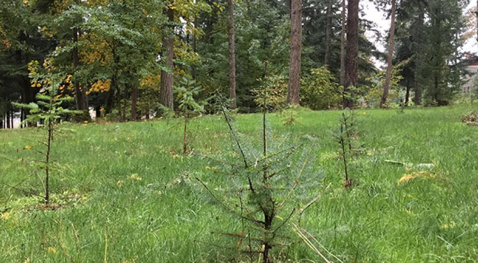 Seedlings dying after a summer drought