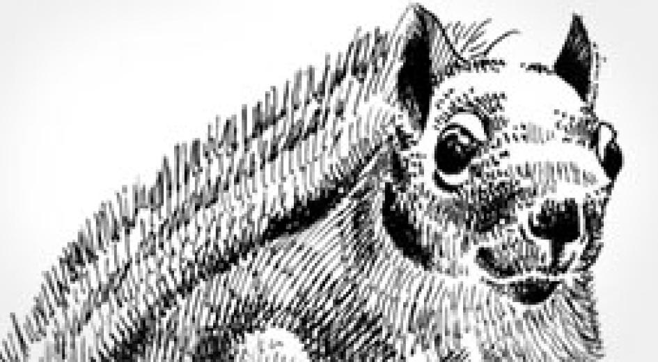 Forest Essays: Grades 2-3