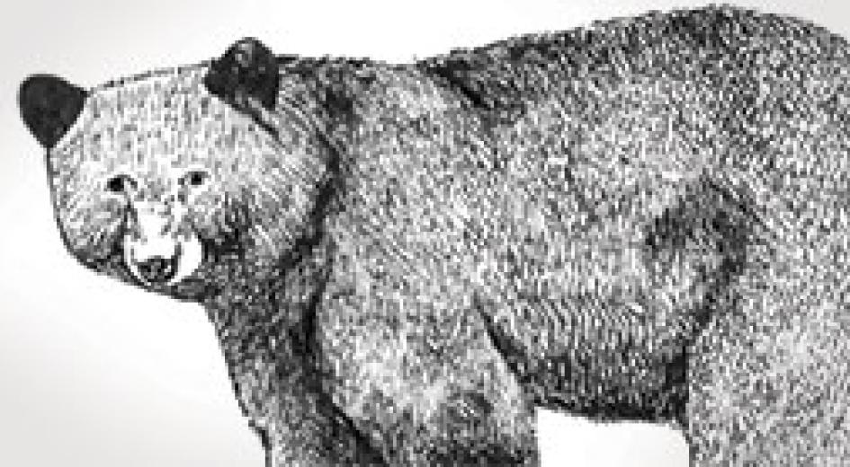 Forest Essays: Grade 6