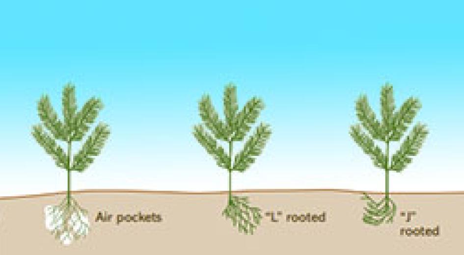 Establishing and Managing Forest Trees in Western Oregon