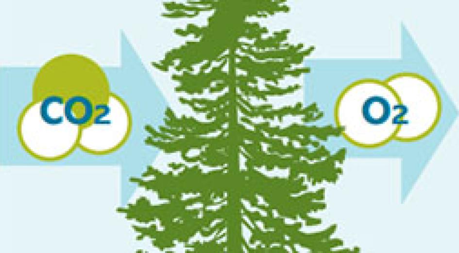 Fact Sheet: Carbon and Climate