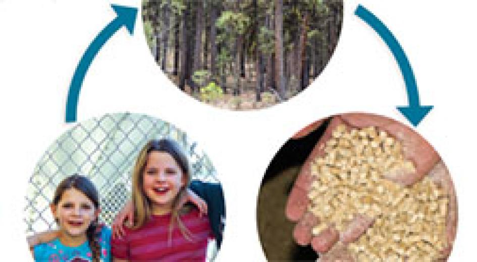 Fact Sheet: Biomass