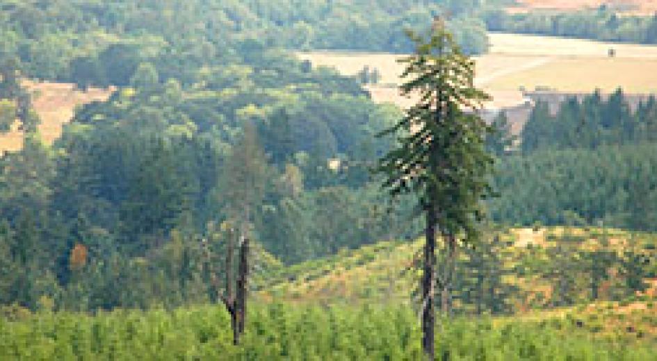 Fact Sheet: Protection