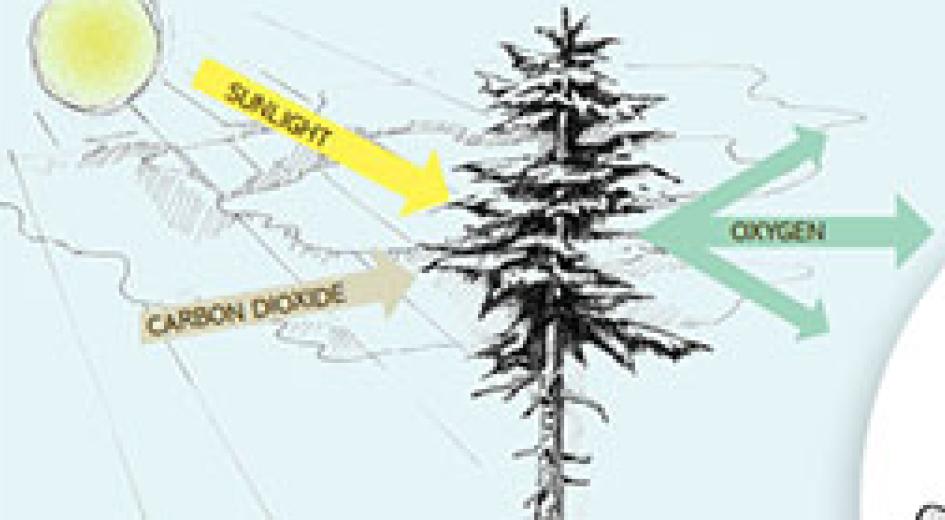 Fact Sheet: Photosynthesis