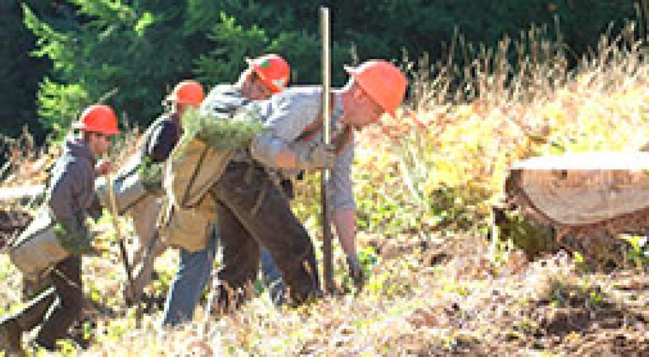 Fact Sheet: Reforestation