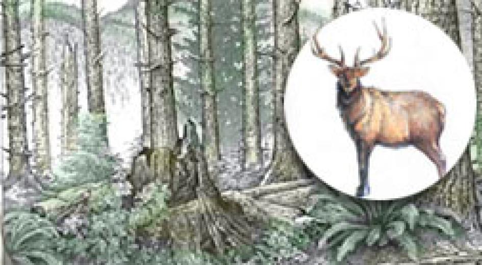 Fact Sheet: Wildlife