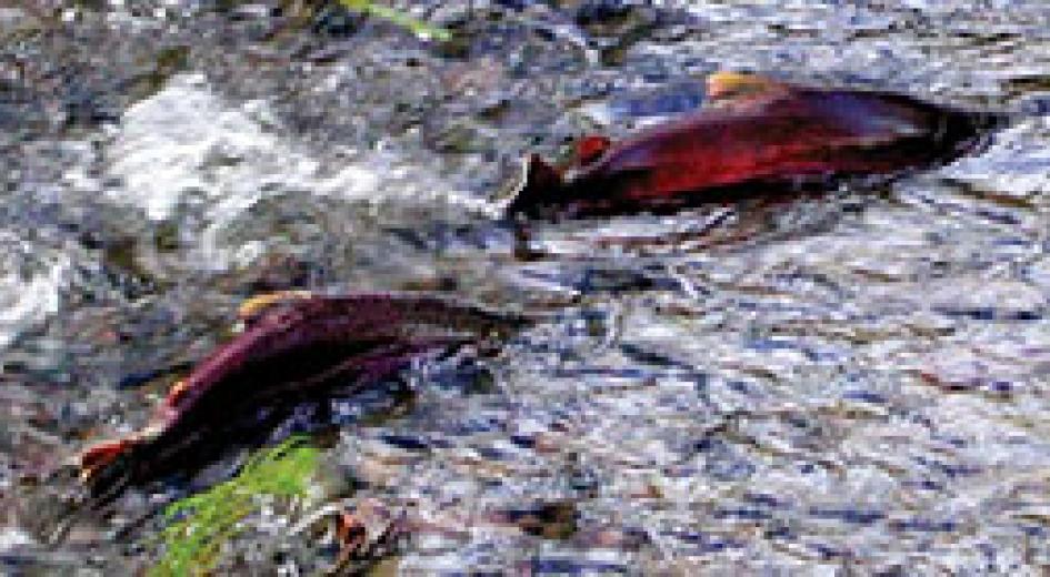 The Oregon Way: Forests and Fish