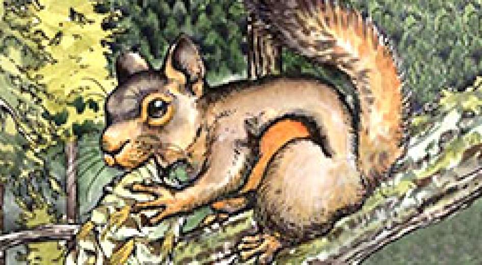 Sounds of the Forest