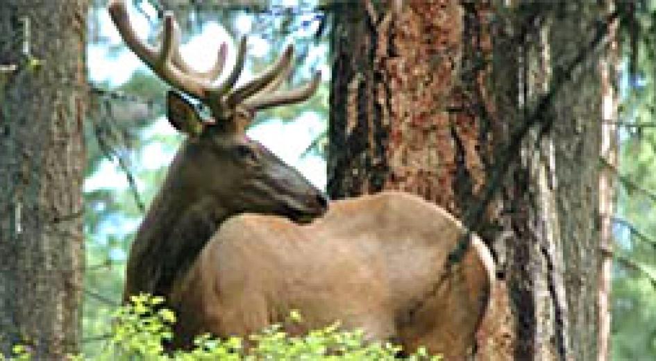 Wildlife in Managed Forests: Deer and Elk