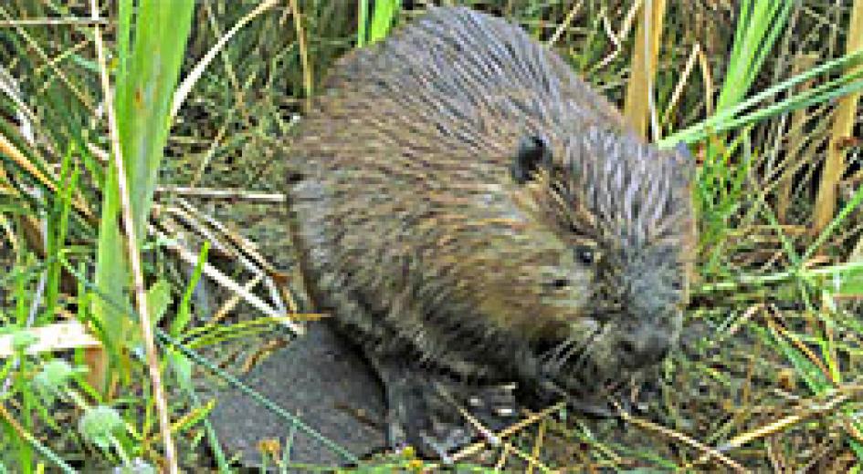 Wildlife in Managed Forests: American Beaver