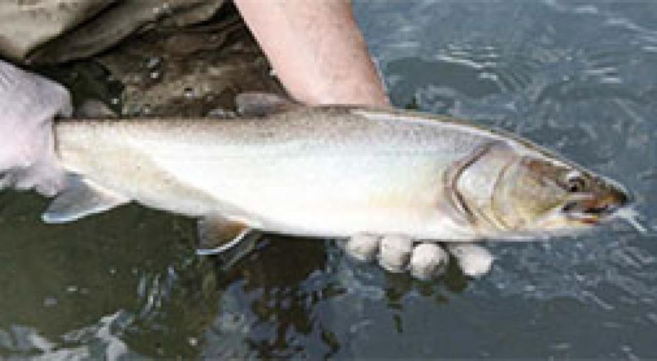 Wildlife in Managed Forests: Fish Habitat and Passage