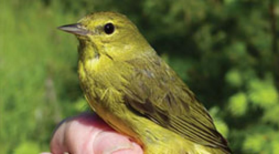 Wildlife in Managed Forests: Early Seral-Associated Songbirds