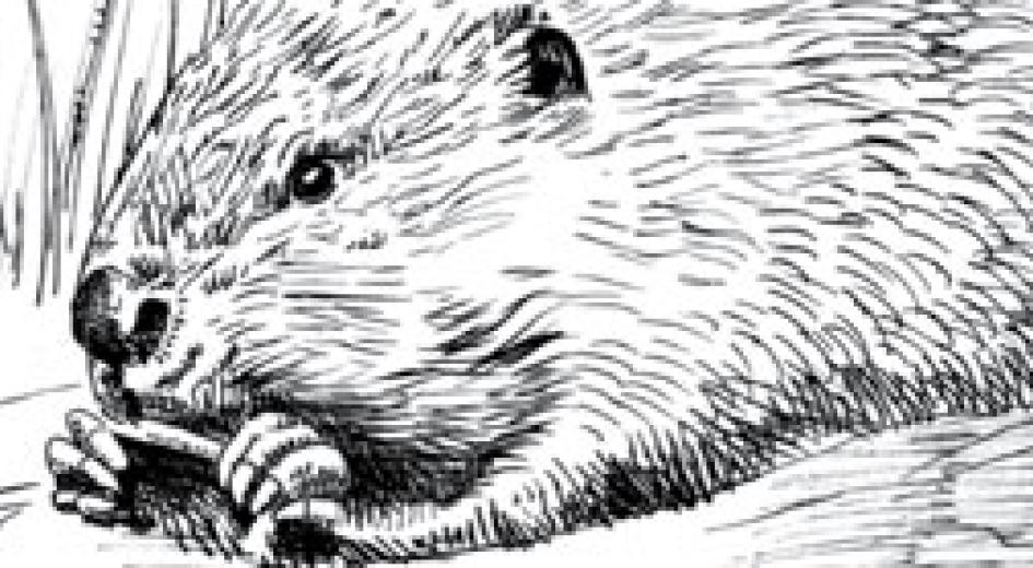 Forest Essays: Spanish for Grades 4-5 