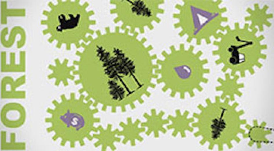 Forest Fact Break: Animations