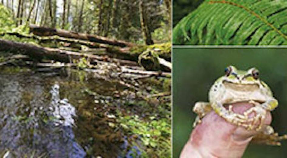 Into the Forest: Teacher's Guide