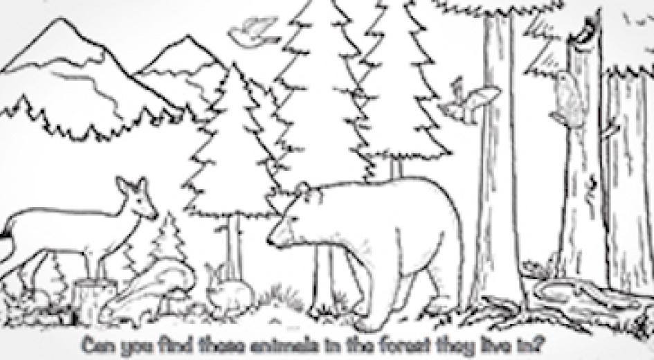 Forest Activity Sheet