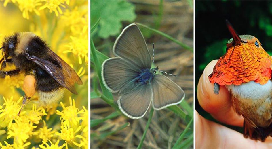A bee, a butterfly and a hummingbird